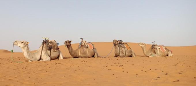 Kasbah Hotel Panorama مرزوكة المظهر الخارجي الصورة